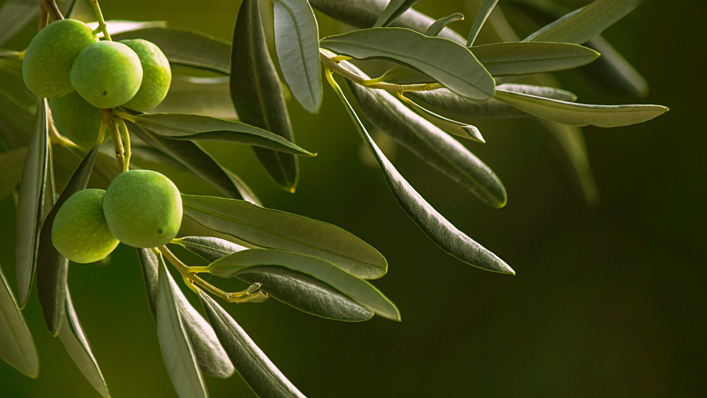 Olive Leaf for Supplements