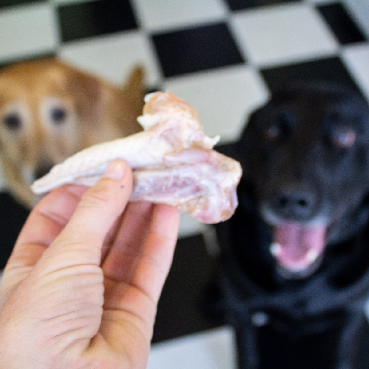 dog swallowed whole chicken wing