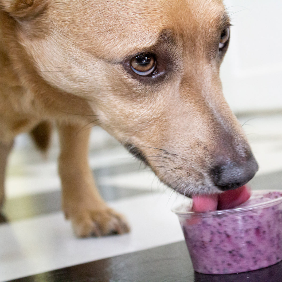 is goat yogurt good for dogs