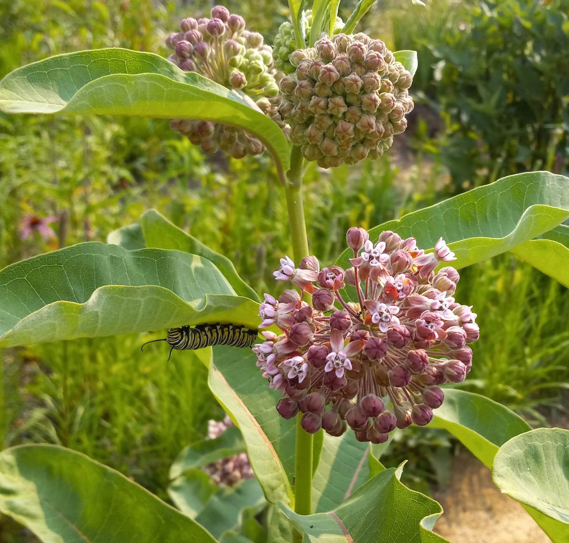 Common Milkweed Wildflower Seed - Hancock Seed product image