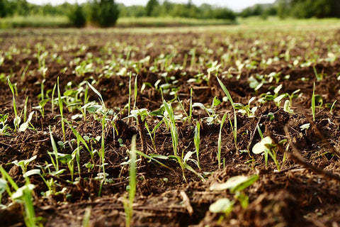 food plot seed growth after 1 week