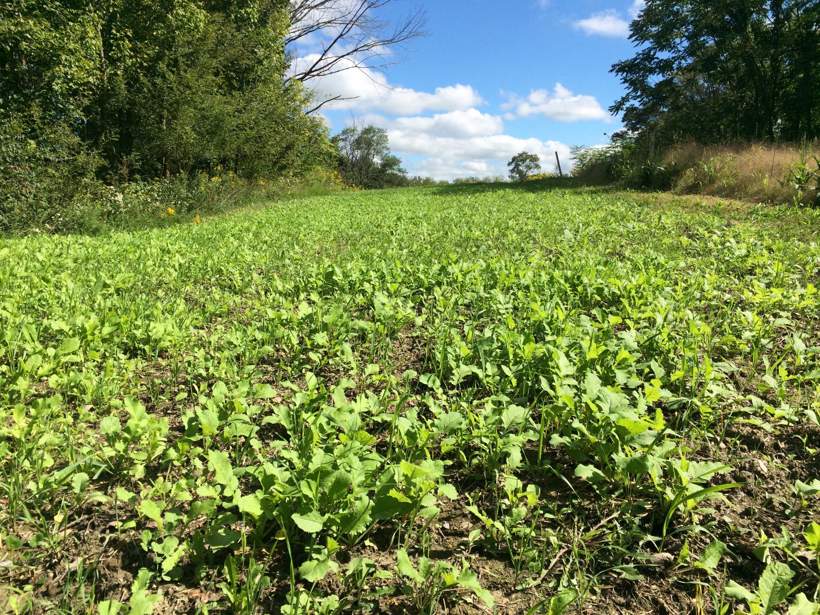 Hancock's Fall & Winter Food Plot Seed Mix