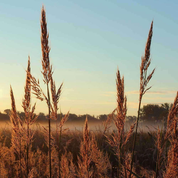 florida blue stem grass