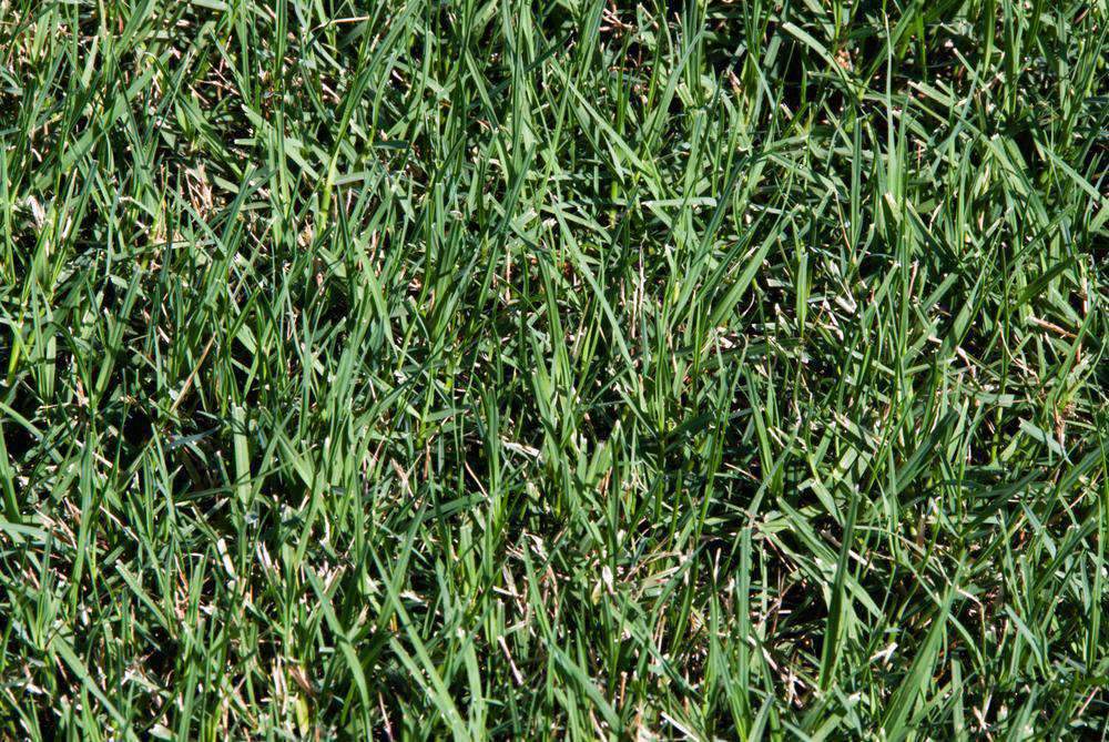 Blackjack Bermuda Grass Seed – hancockseed.com