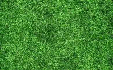 Yukon Bermuda Grass Seed - hancockseed.com