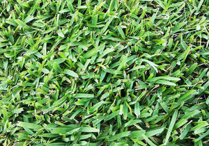 Grass Plugs St Augustine Centipede Bermuda Hancock Seed Hancockseed Com