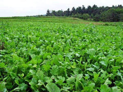 When To Plant Turnips For Deer The Facts You Need To Know Turnip Food Plot Hunting