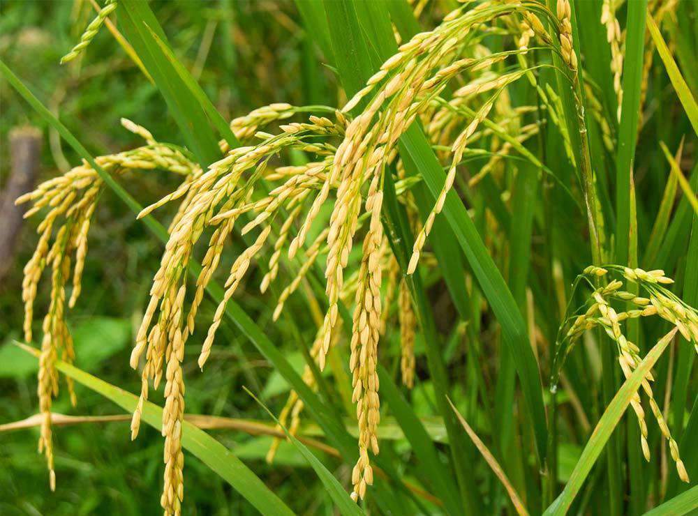 Rice Seed - hancockseed.com
