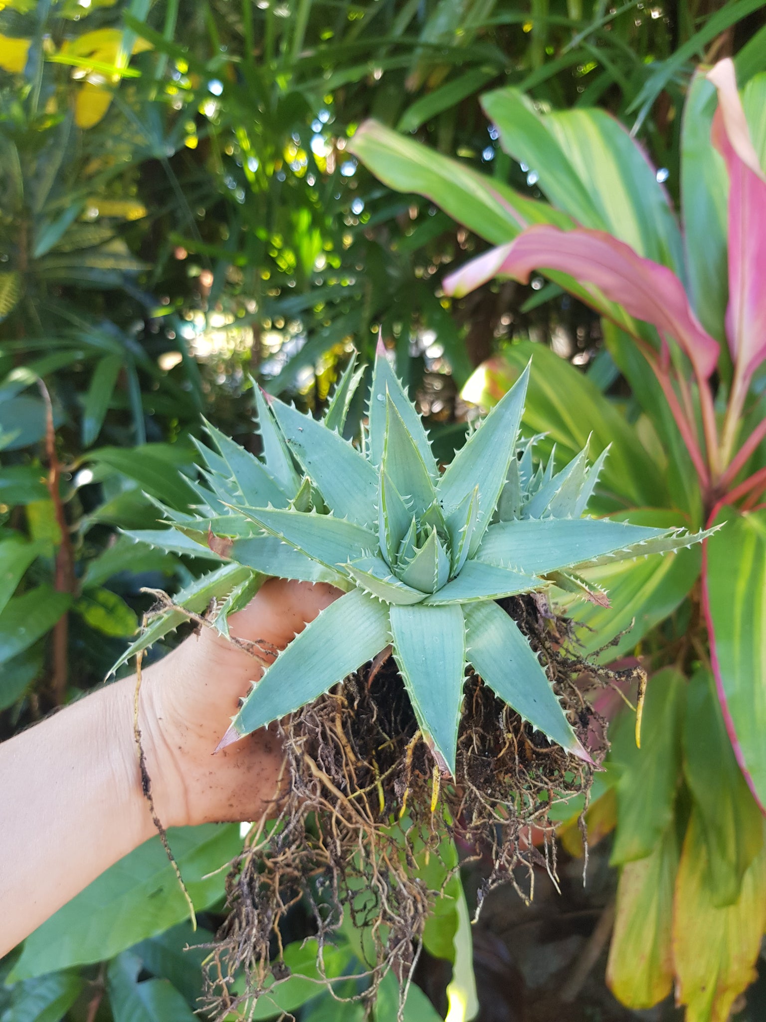 spiral aloe southern california