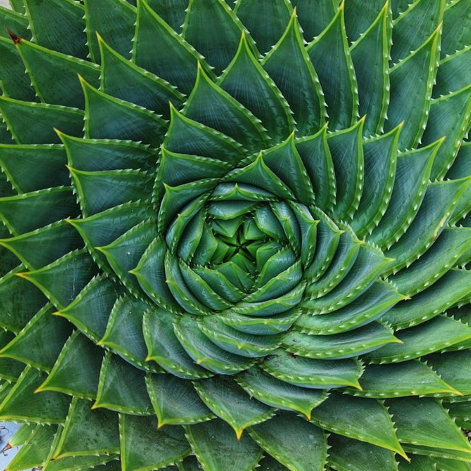 spiral aloe for sale san diego