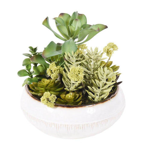 Greenhouse Succulent Arrangement - Bloomr