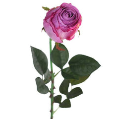 Purple Rose Stem