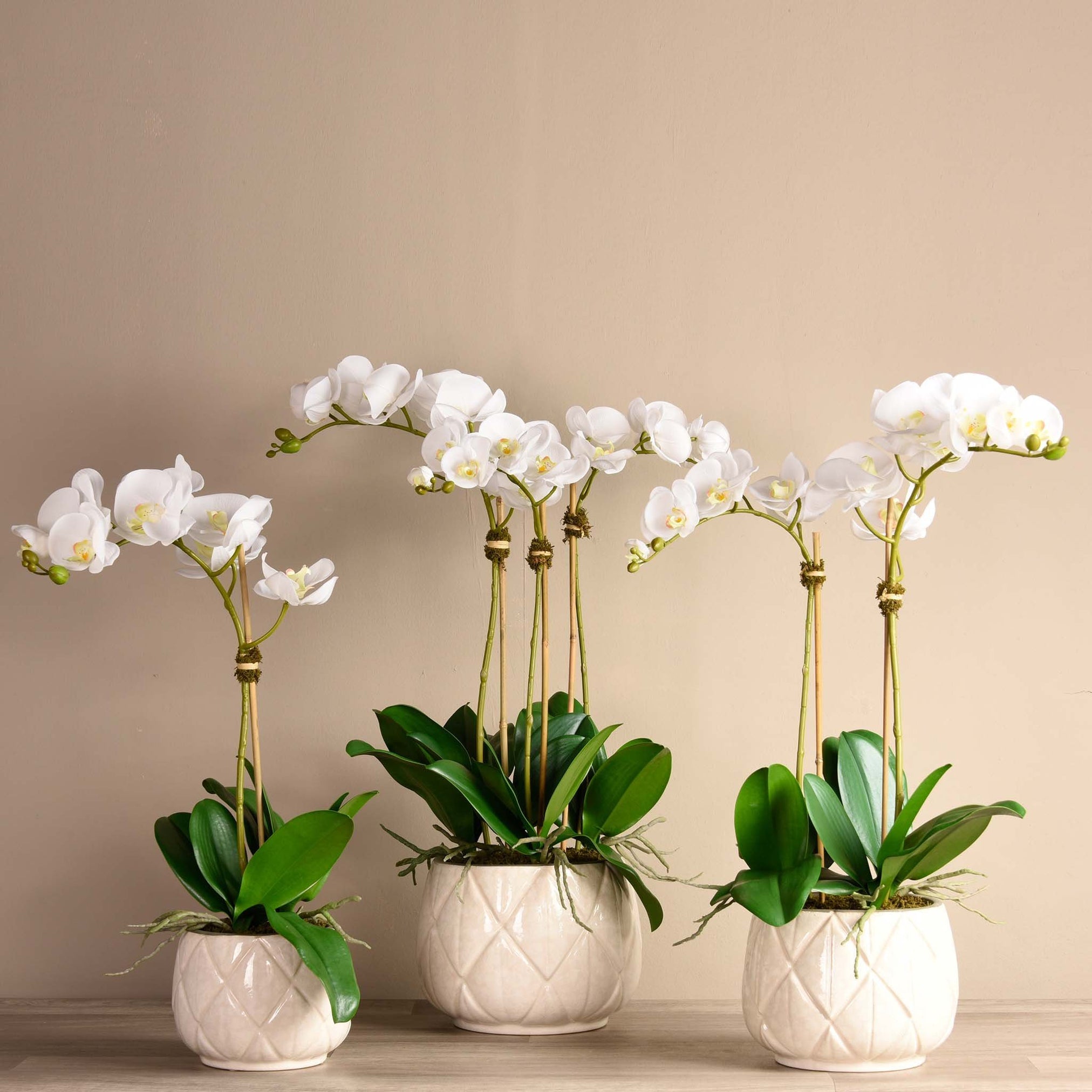 Stella Orchid Arrangement