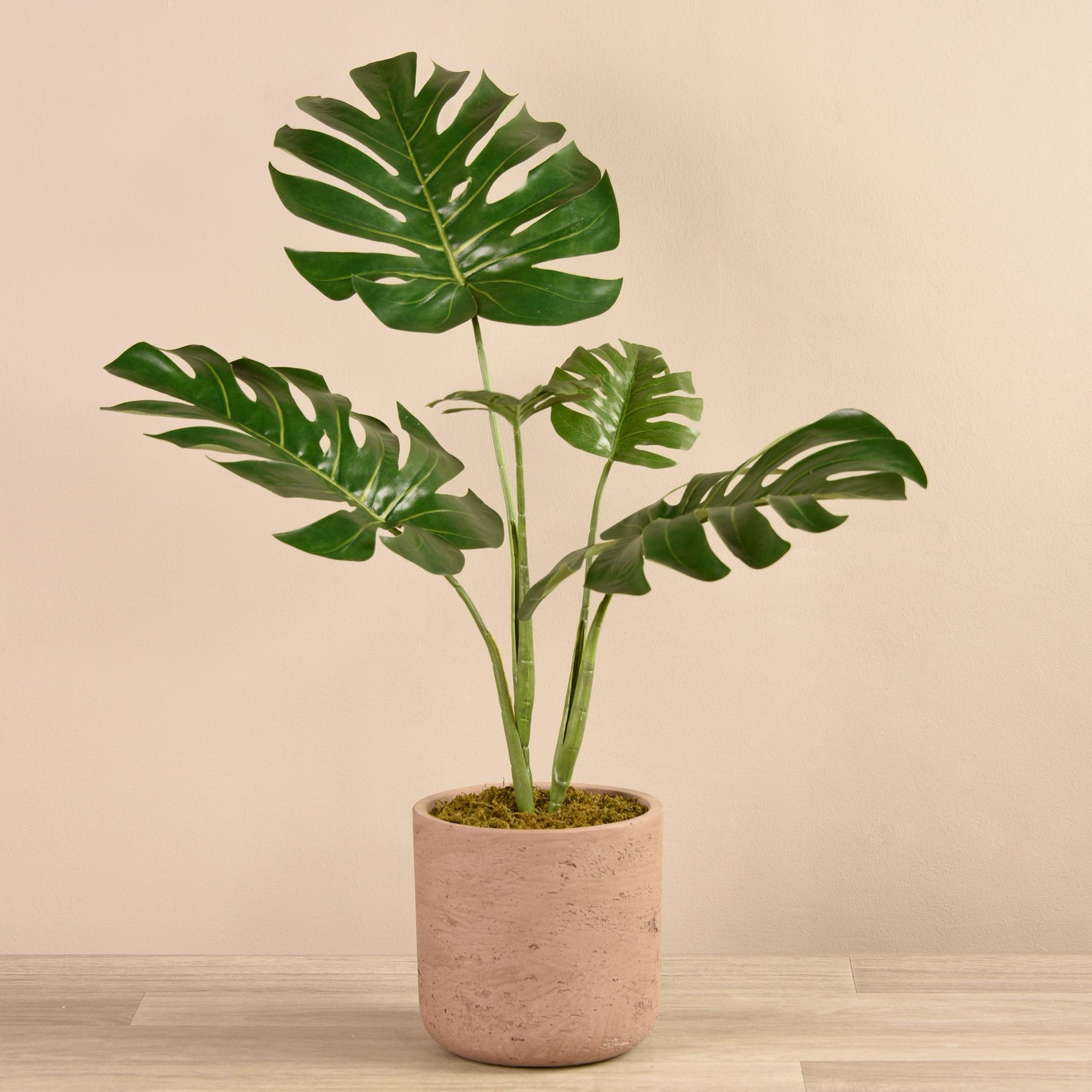 Potted Monstera Plant