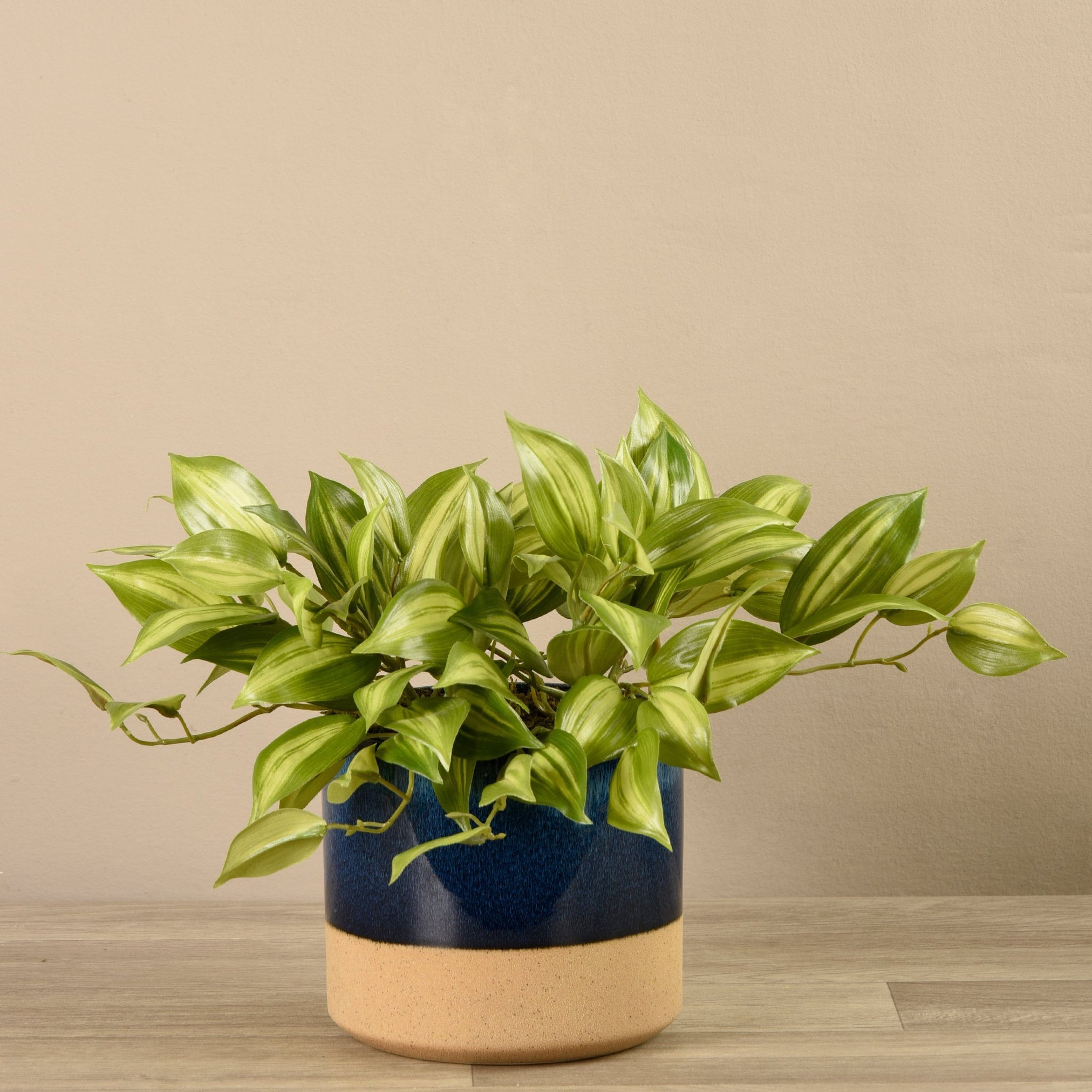 Potted Vanilla Plant 