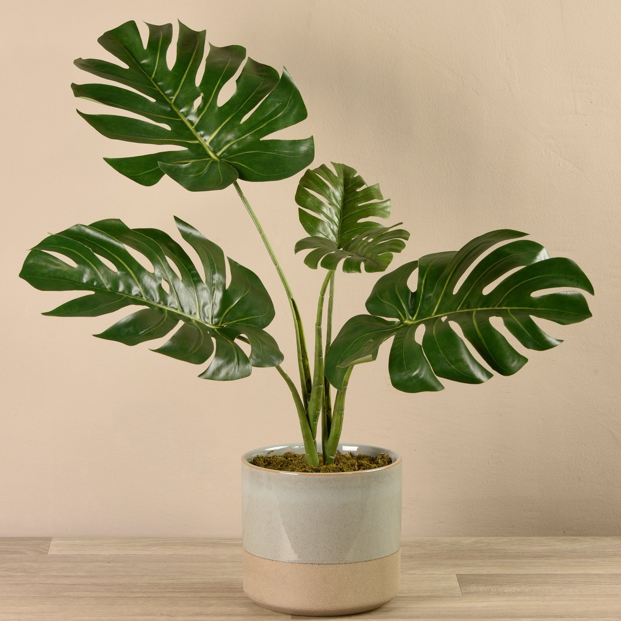 Monstera Plant Pictures - Monstera Deliciosa | Bodaswasuas