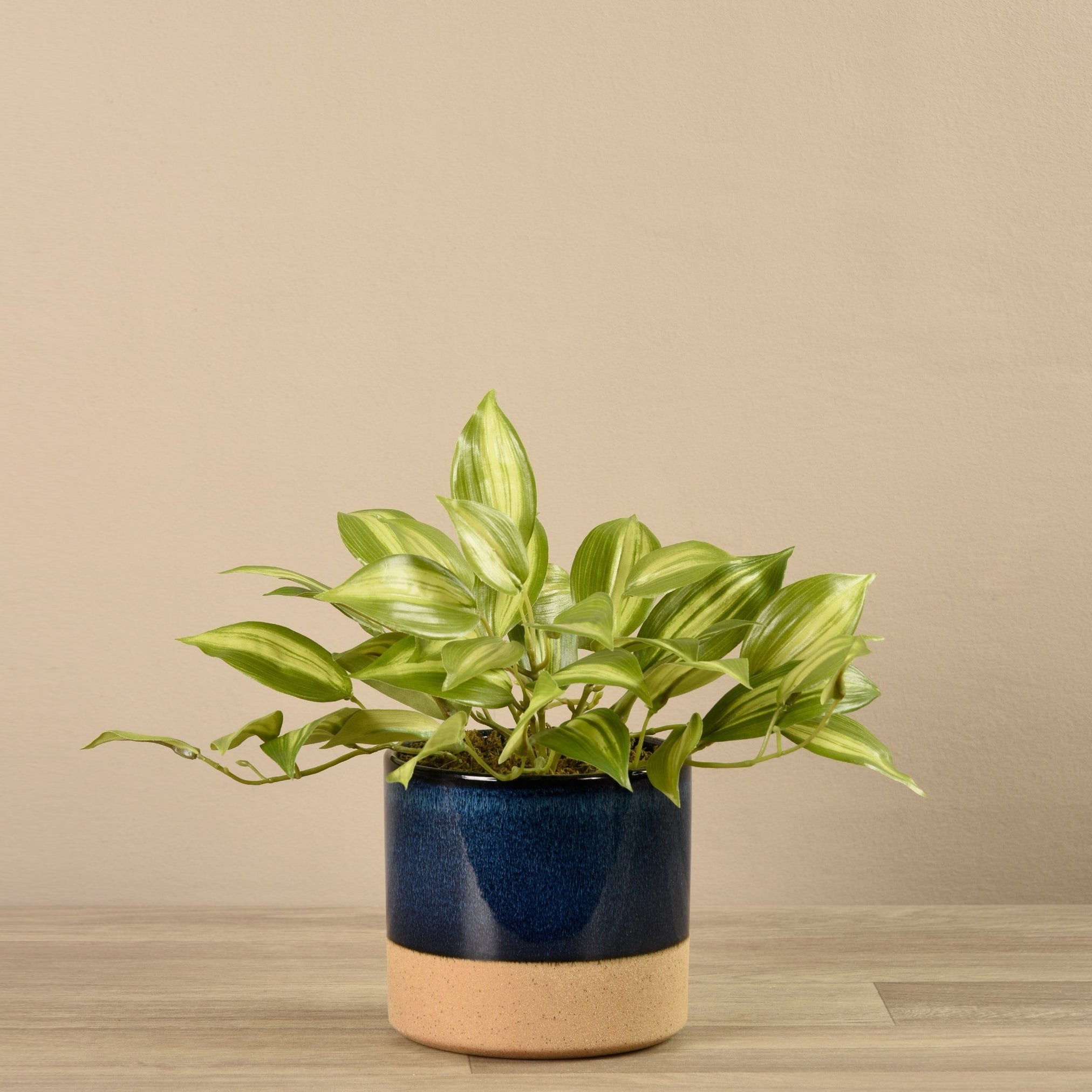 Potted Vanilla Plant 