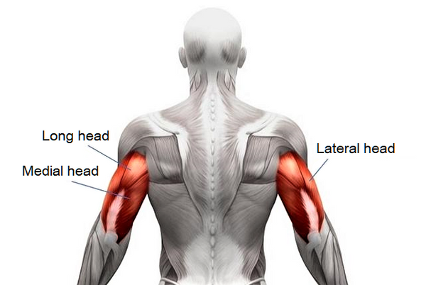 Tricep muscles