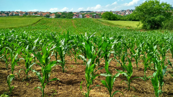 alternative crop options for tobacco farmers