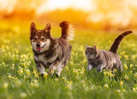 a husky dog & cat running in the open field