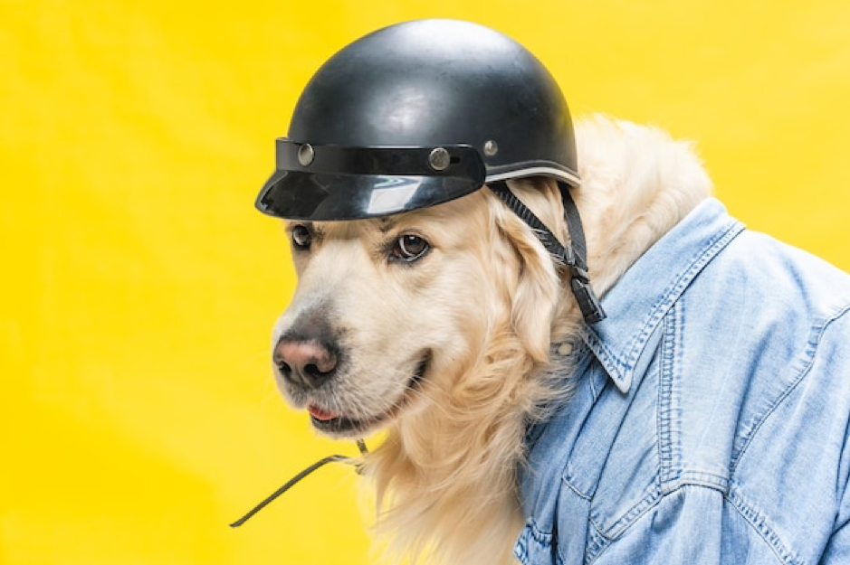 golden retriever in denim jacket and helmet