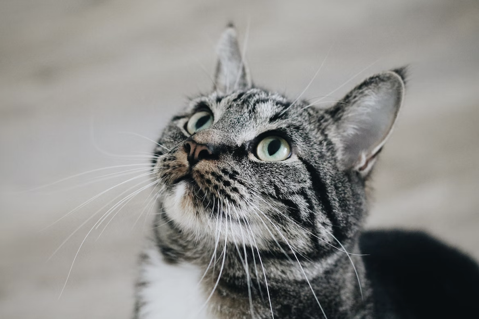 SIlver-grey-cat-looking-up