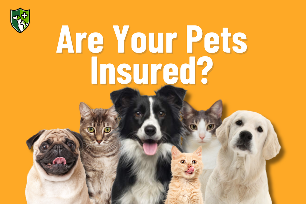 Are-your-pets-insured-group-of-cats-and-dogs
