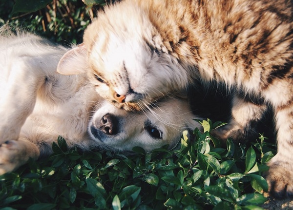 cat-dog-friendship