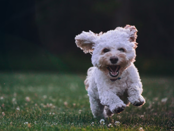 happy-healthy-dog