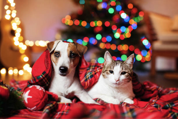 holiday-pets