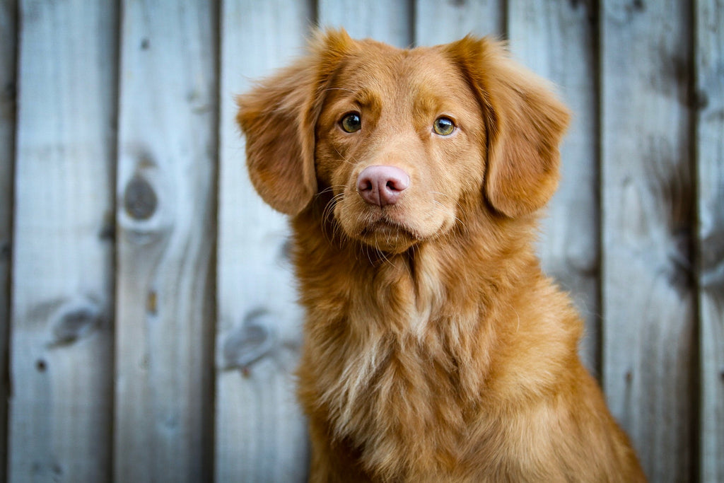 golden brown dog standing with long hair