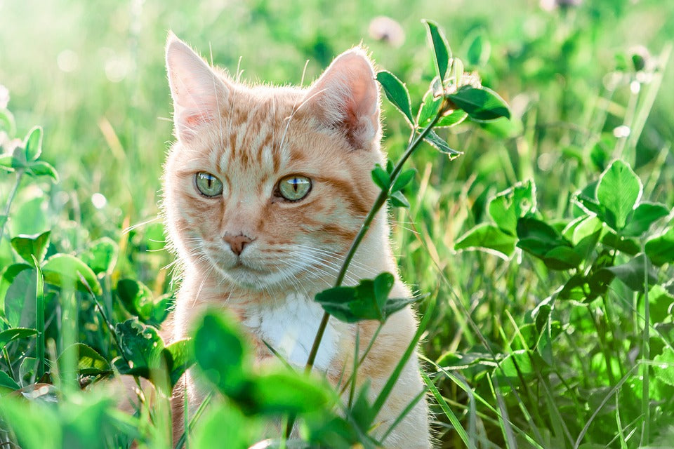 cat-in-the-nature-field