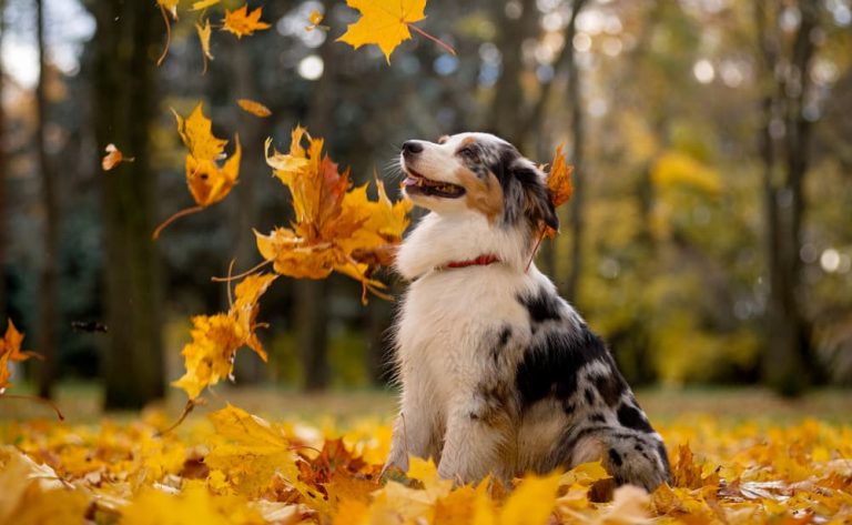 leaves falling dog