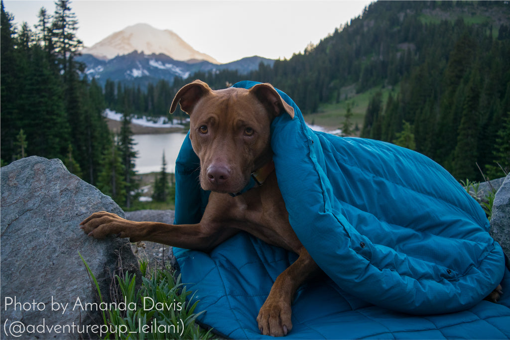 Adventure Pup Leilani and WHyld River - dog sleeping bag and travel bed DoggyBag
