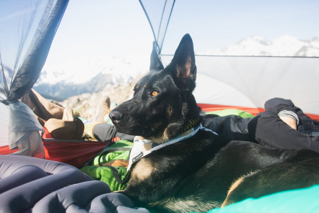 Dog Sleeping Bag Review She and the Shepherd Whyld River's DoggyBag