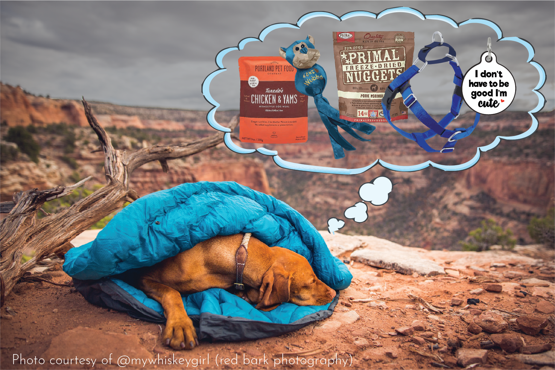 My Whiskey Girl + Whyld River - dog sleeping bag - Photo by RedBark Photography - please do not use without permission