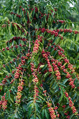 Coffee Tree