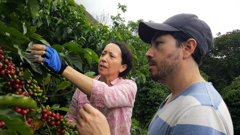 Picking Coffee Cherry