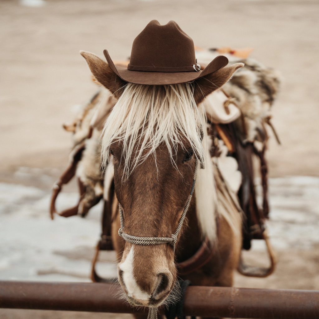 image of a brown horse with a white mane wearing a Cattleman Felt Cowboy Hat by American Hat Makrs