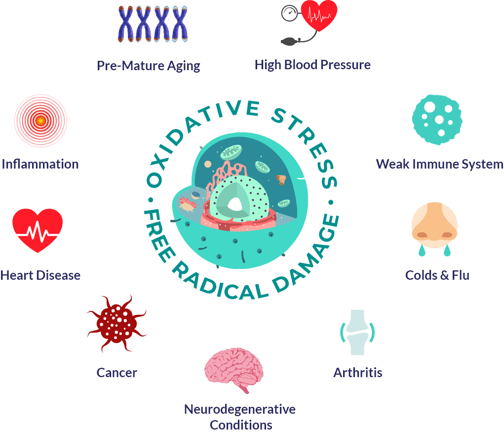 An image of the human cell attacked by oxidative stress and free radicals. 
From the center of the cell's nucleus, left to right: inflammation, pre-mature aging, high blood pressure, weak immune system, colds & flu, arthritis, neurodegenerative conditions, cancer, and heart disease - the silent killers.