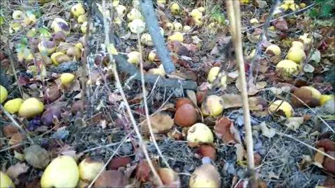 rotting apples