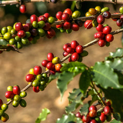 Where Our Coffee Comes From