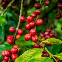 how ethiopian coffee is grown