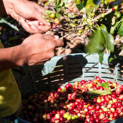 What-Types-of-Coffee-Come-from-Papua-New-Guinea?