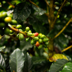 what is cascara coffee 