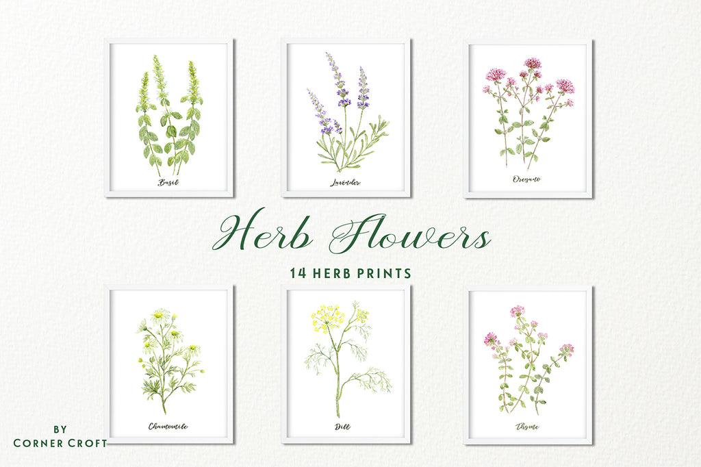 Herb Clip Art, Watercolor clipart herb collections, variety of herbs ...