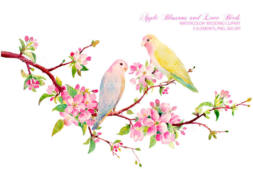 Download Watercolor apple blossom and love bird, watercolor clipart ...