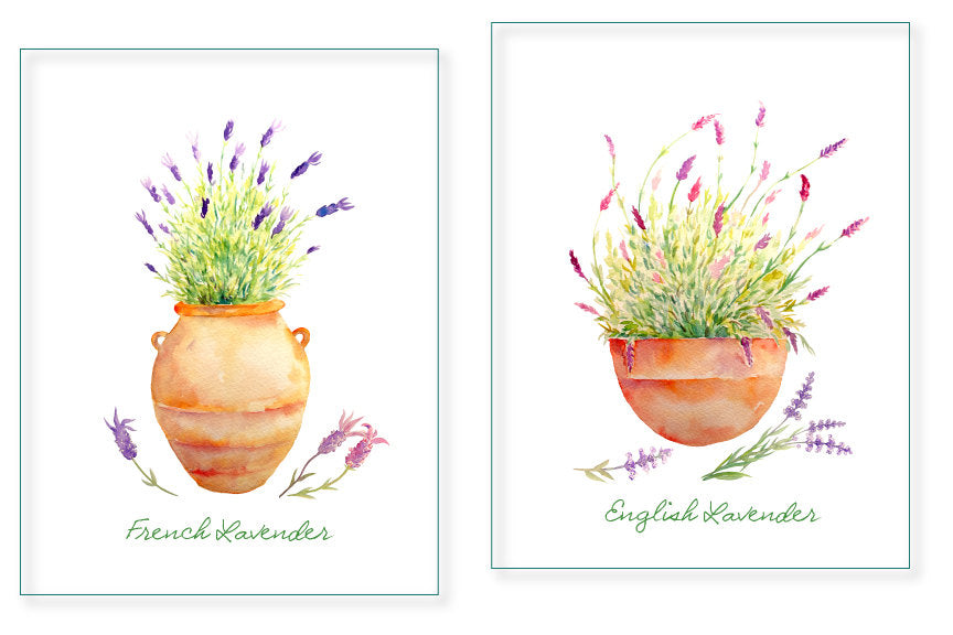 Watercolor clipart lavenders in terracotta pots printable instant down