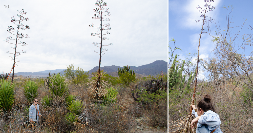 Copita field Quiote - Seed Recollection 