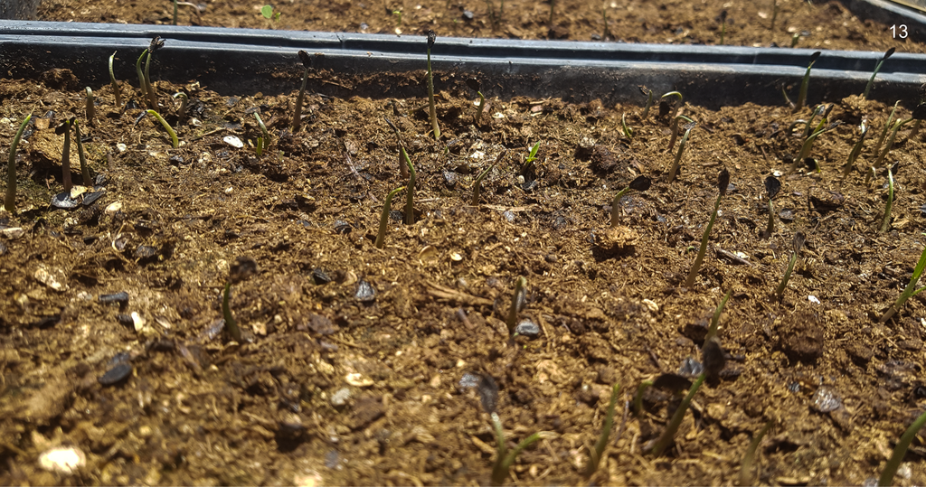 Copita field - agave seeds sprouts